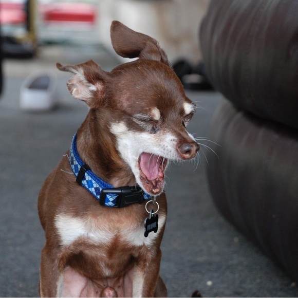 Meet your Posher, Mona - Picture 11 of 14